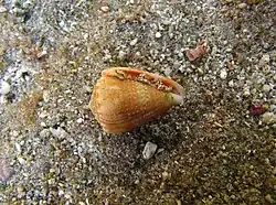 Conus miliaris