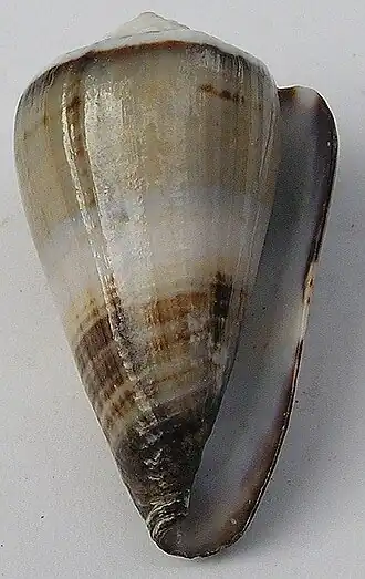 Description de l'image Conus muriculatus 002.jpg.
