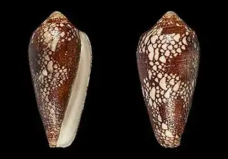 Description de l'image Conus ngocngai 001.jpg.