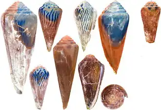 Description de l'image Conus olssoni.jpg.