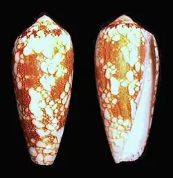 Conus pennaceus