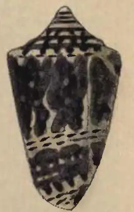 Description de l'image Conus sanguineus 001.jpg.