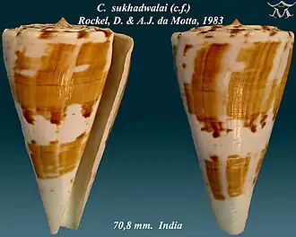 Description de l'image Conus sukhadwalai 1.jpg.