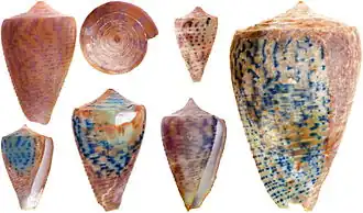 Description de l'image Conus symmetricus.jpg.
