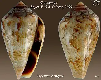 Description de l'image Conus tacomae 1.jpg.