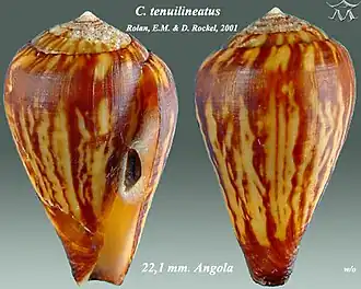 Description de l'image Conus tenuilineatus 1.jpg.