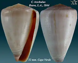 Description de l'image Conus trochulus 1.jpg.