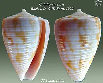 Description de l'image Conus tuticorinensis 1.jpg.