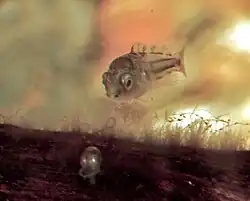 Jeune alevin encore naïf, surement en train de brouter la couverture biologique.