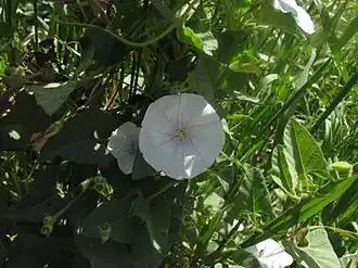 Description de cette image, également commentée ci-après