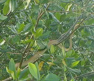 Description de l'image Cooks Tree Boa, Caroni Swamp Trinidad.jpg.
