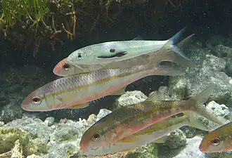 Un copépode parasite (Penella filosa?) sur un jeune Mulloidichthys flavolineatus.