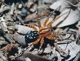 Description de cette image, également commentée ci-après