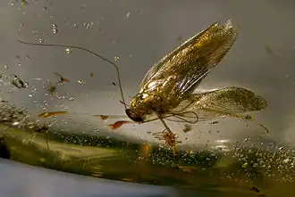 Blatte fossilisée dans du copal - autour de 100&nbsp;000&nbsp;ans