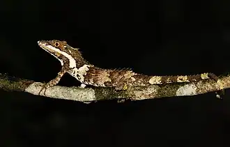 Description de l'image Cophotis ceylanica.jpg.