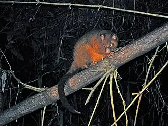 Description de l'image Coppery Brushtail Possum (3625102158).jpg.
