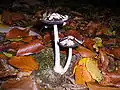 Coprinus picaceus(spécimen âgé)