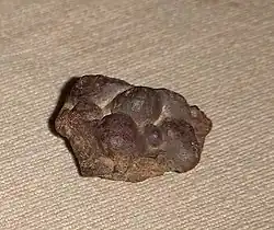 Coprolithe de lézard datant de l'Éocène.