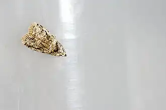 Description de l'image Copromorpha (26832382626).jpg.