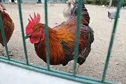 Un coq.