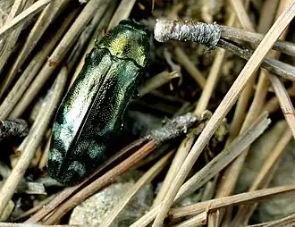 Description de cette image, également commentée ci-après