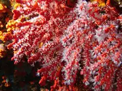 Corail rouge (Corallium rubrum)