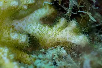 Montipora digitata