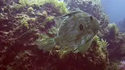 Un Saint Pierre à la sortie du Blue Hole
