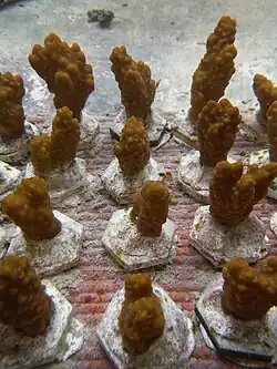 Jeunes Montipora capitata d'élevage