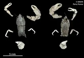 Coralliogalathea megalochira