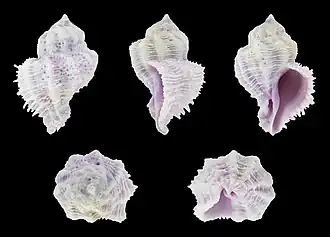 Coralliophila bulbiformis