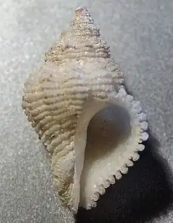 Coralliophila inflata