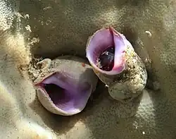 Coralliophila violacea