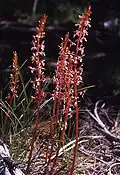 Corallorhiza mertensiana