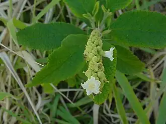 Description de l'image Cordia curassavica 1.jpg.