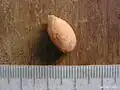 Graine de Cordia nodosa (détail)