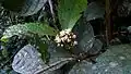 Inflorescence de Cordia nodosa