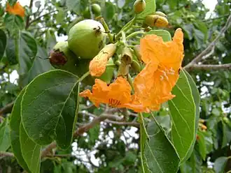 Description de l'image Cordia subcordata, seeds, flower, leaves.jpg.