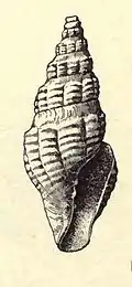 Cordieria rouaultii.