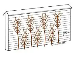 De g. à d. : cordon Charmeux horizontal (1830), cordon Charmeux vertical alterné (1852), cordon Charmeux vertical opposé.