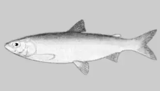 Coregonus reighardi.