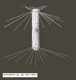 Corenthron d'après Carl Chun, 1911