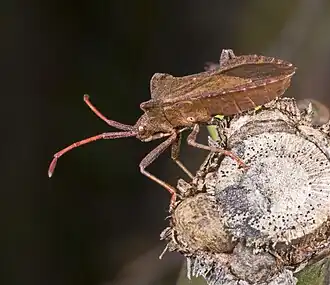 Profil montrant l'efférence des glandes odorantes