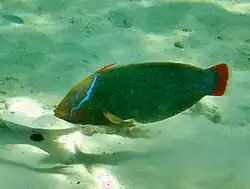 Une girelle reine (Coris frerei)