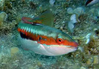 Description de cette image, également commentée ci-après