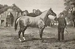 Reproduction d'un tableau d'Adhémar Louis Gaspard de Clermont-Gallerande (1837-1895) représentant l'étalon Corlay.