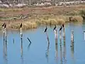 Cormorans près du río Guadalquivir.