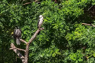 Cormorans pies, dans la grande volière du jardin des plantes de Paris.
