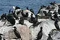 Une colonie de cormorans de Brandt