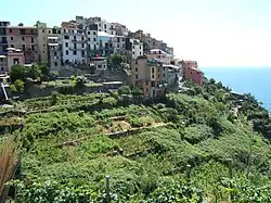 Corniglia et ses terrasses